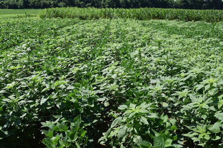 Palmer Amaranth Swarming a Field