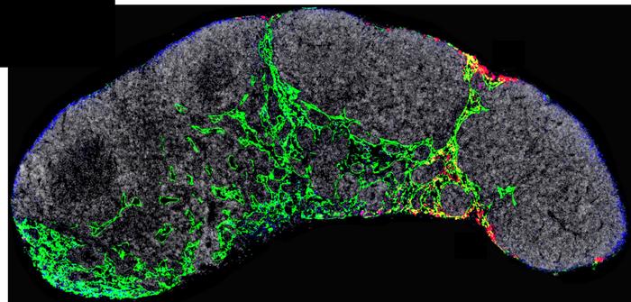 Structure of a lymph node