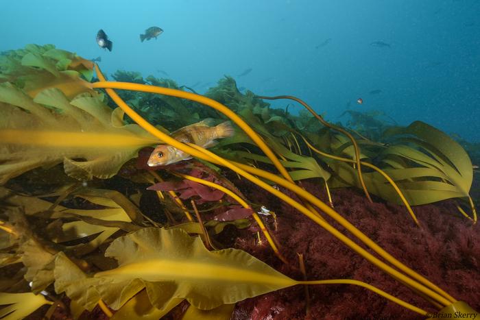 Gulf of Maine kelp forest