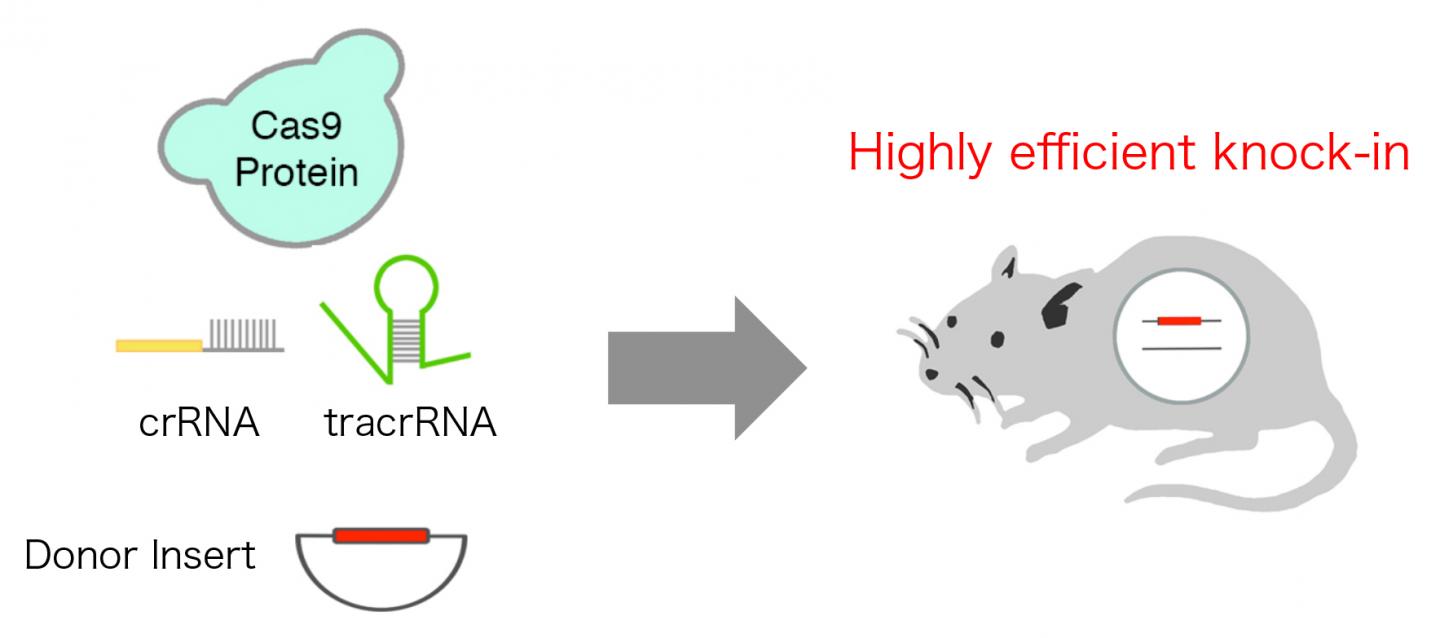 Highly Efficient CRISPR Knock-in in Mouse