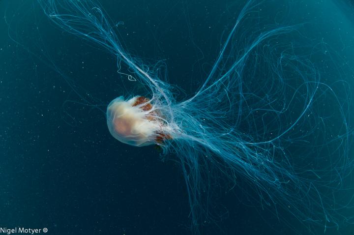 Lions Mane Jellyfish 2
