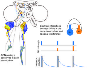 Olfactory receptor neuron pairing