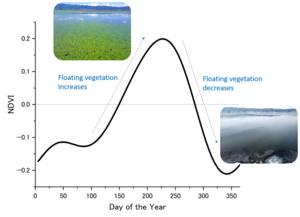 Seasonal variation of NDVI reflecting floating vegetation patterns