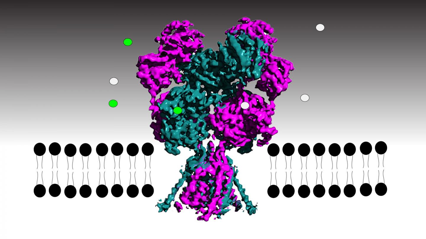 NMDA Receptor Embedded in Neuronal Cell Membrane