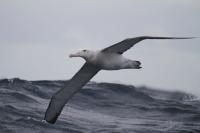 Albatross (2 of 3)
