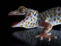 Gecko on Glass