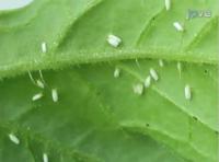 Whiteflies and Whitefly-Transmitted Disease