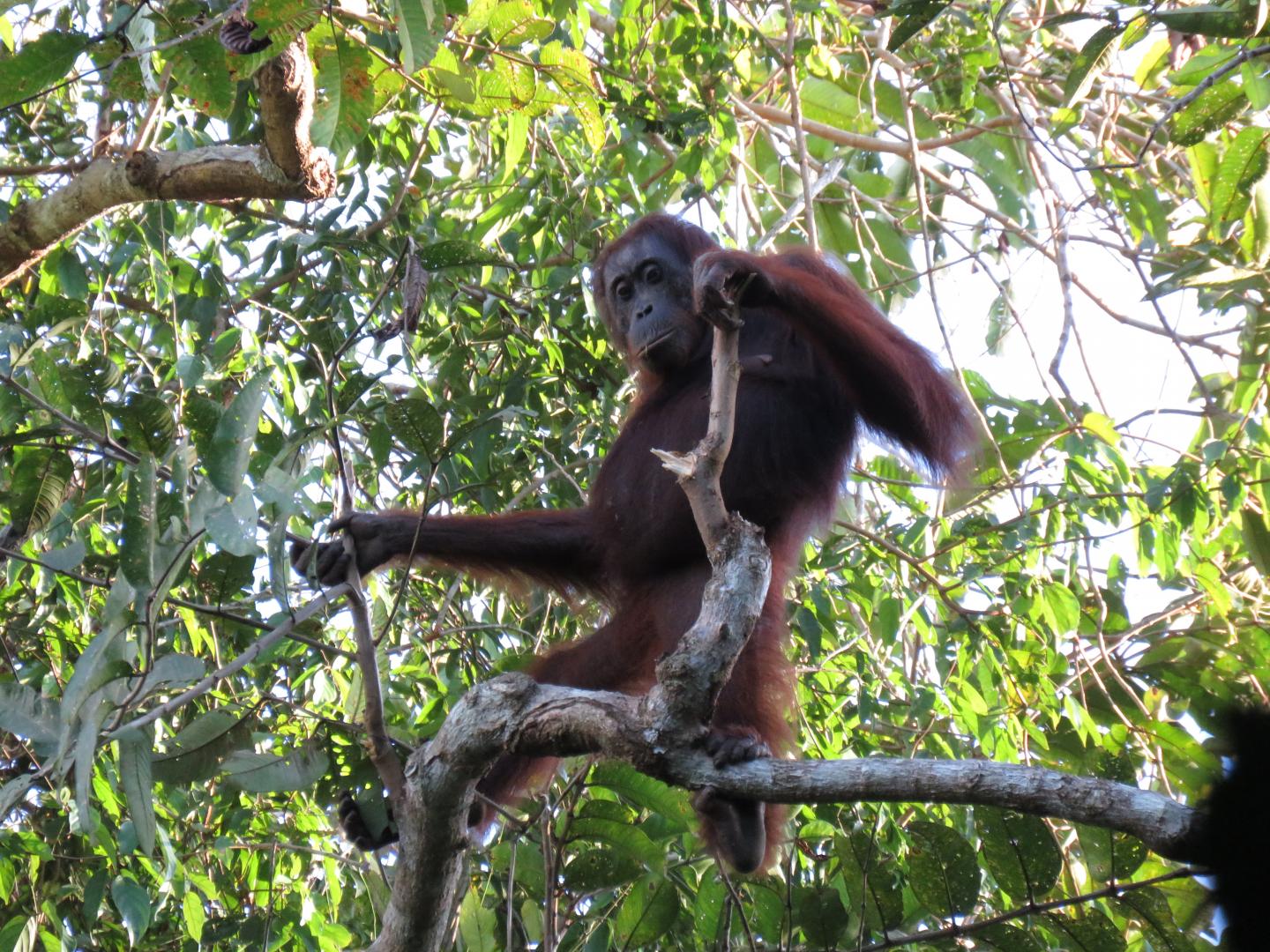 Orangutan (1 of 2)