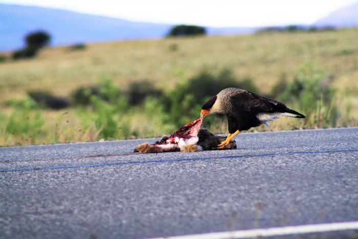 Adult Crested Caracara