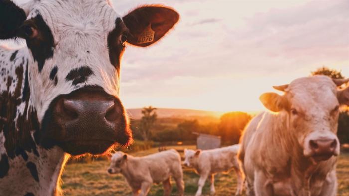 Study uncovers the influence of the livestock industry on climate policy through university partnerships