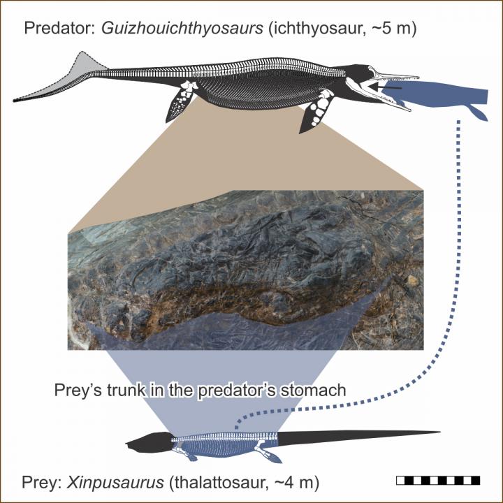 Ichthyosaur's Last Meal is Evidence of Triassic Megapredation