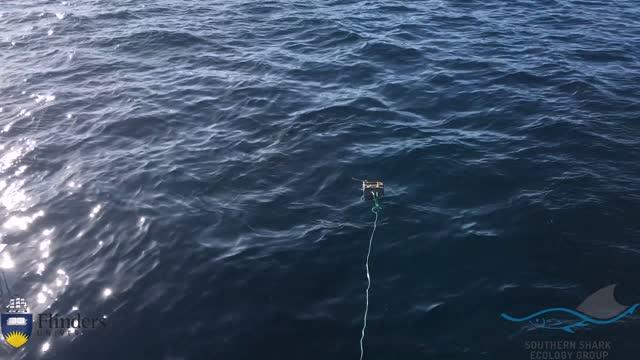 A New Wet Suit Material Tested at the Neptune Islands