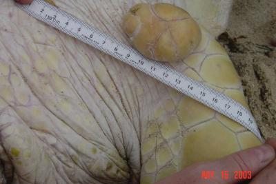 Fibropapillomatosis Tumor