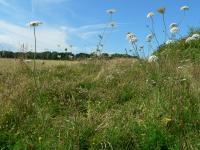 Field Margins -- Why Are They Important for Wild Bumblebees