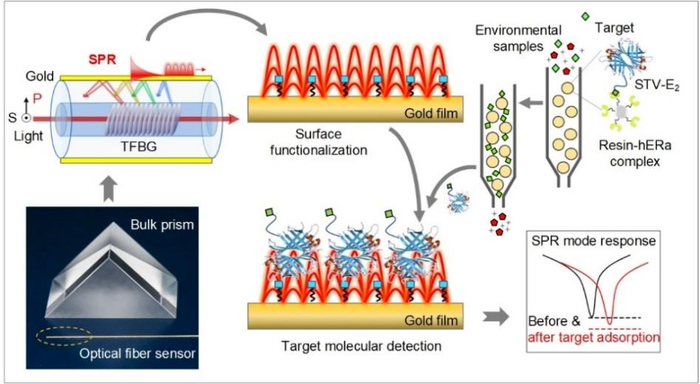 Plasmonic optical fiber biosensor using human estrogen receptor α for ultrasensitive environmental estrogens detection