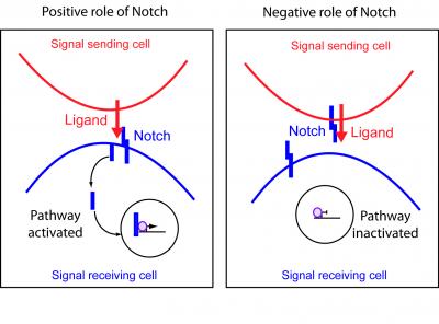 Notch Receptor
