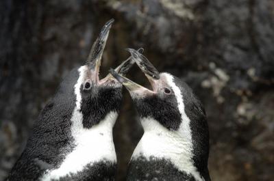 Penguins May Use Sense of Smell to Identify Kin