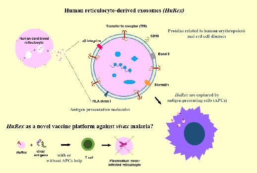 Human Reticulocyte-Derived Exosomes