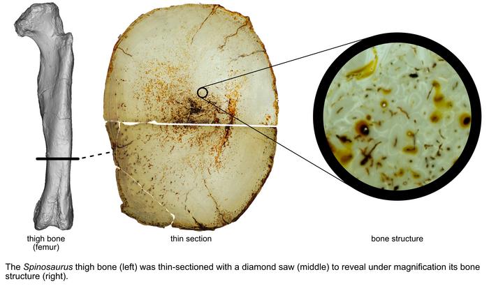 Diving dinosaurs? Caveats on the use of bone compactness and pFDA for inferring lifestyle