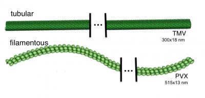 Plant Virus Shells Have Natural Advantages