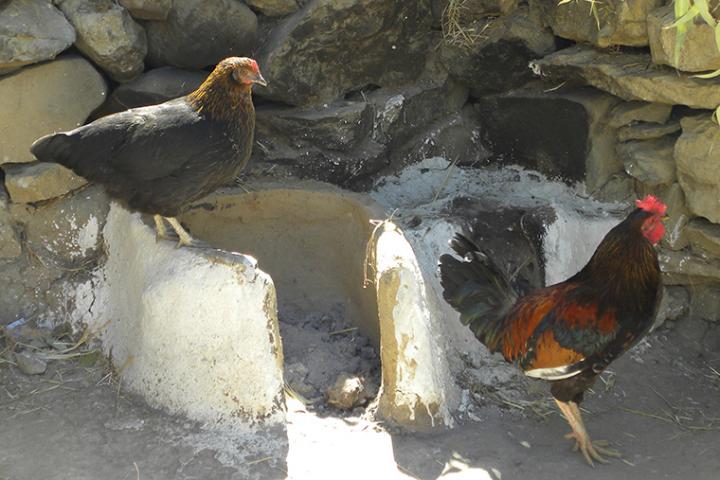 African Chickens