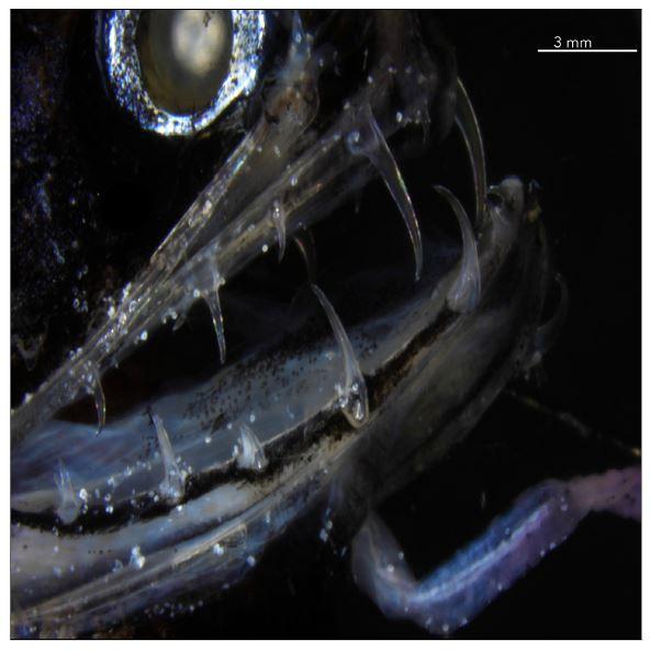 Transparent Dragonfish Teeth