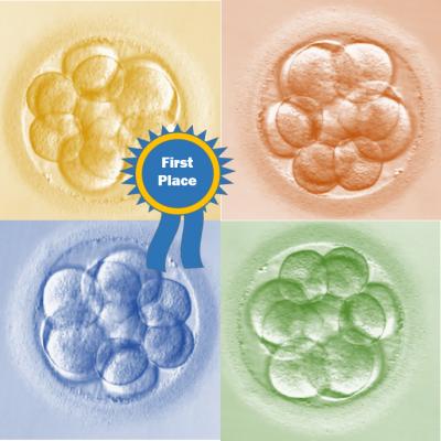 Cover Art for Birth Defects Research Journal Special IVF Issue