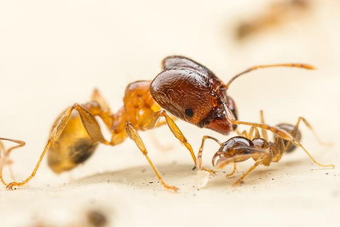 Study: Big-headed ants grow bigger when faced