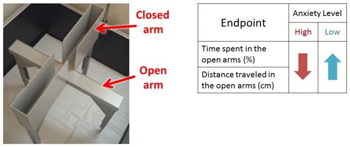 The Elevated Plus Maze Test [IMAGE] | EurekAlert! Science News Releases
