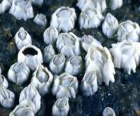 Adult Barnacles on a Cliff