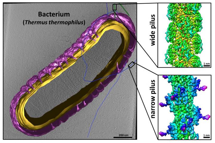 New Imaging Method Gives Insights into How Bacteria Move and Exchange Genetic Information