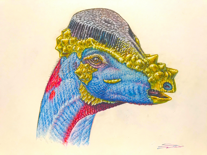 Reconstruction of ornamental headgear of pachycephalosaur