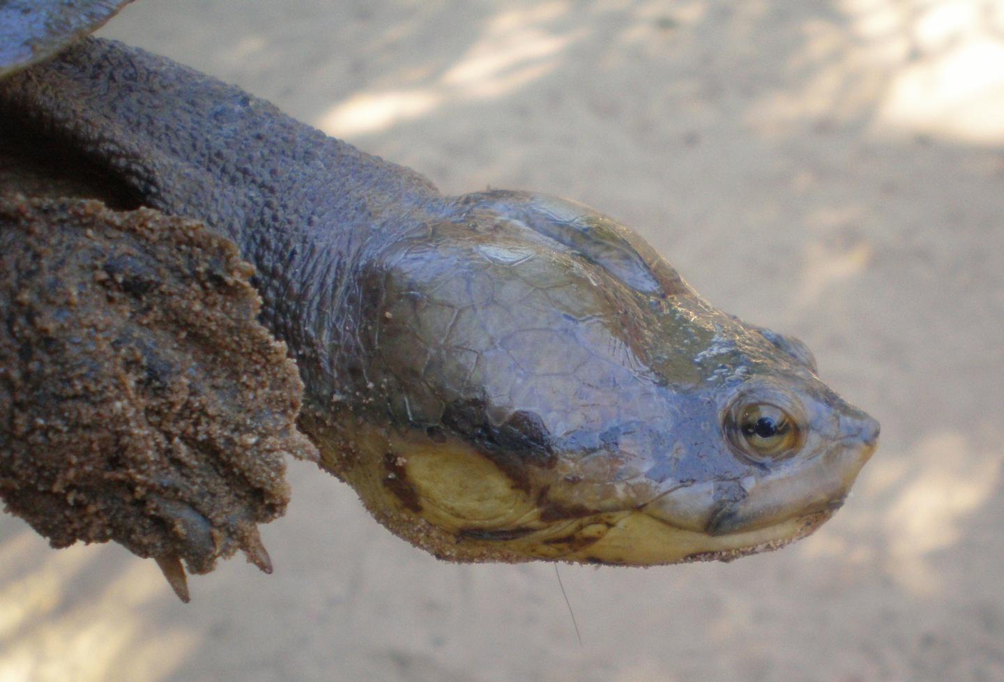 Dahl's Toad-Headed Turtle