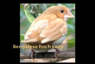 Bengalese Finch
