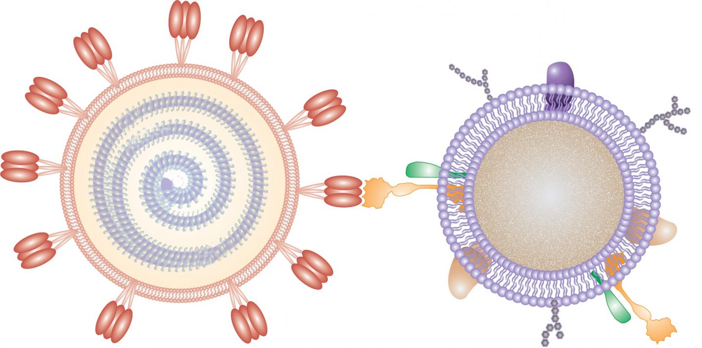 Cellular Nanosponges Could Soak up SARS-CoV-2