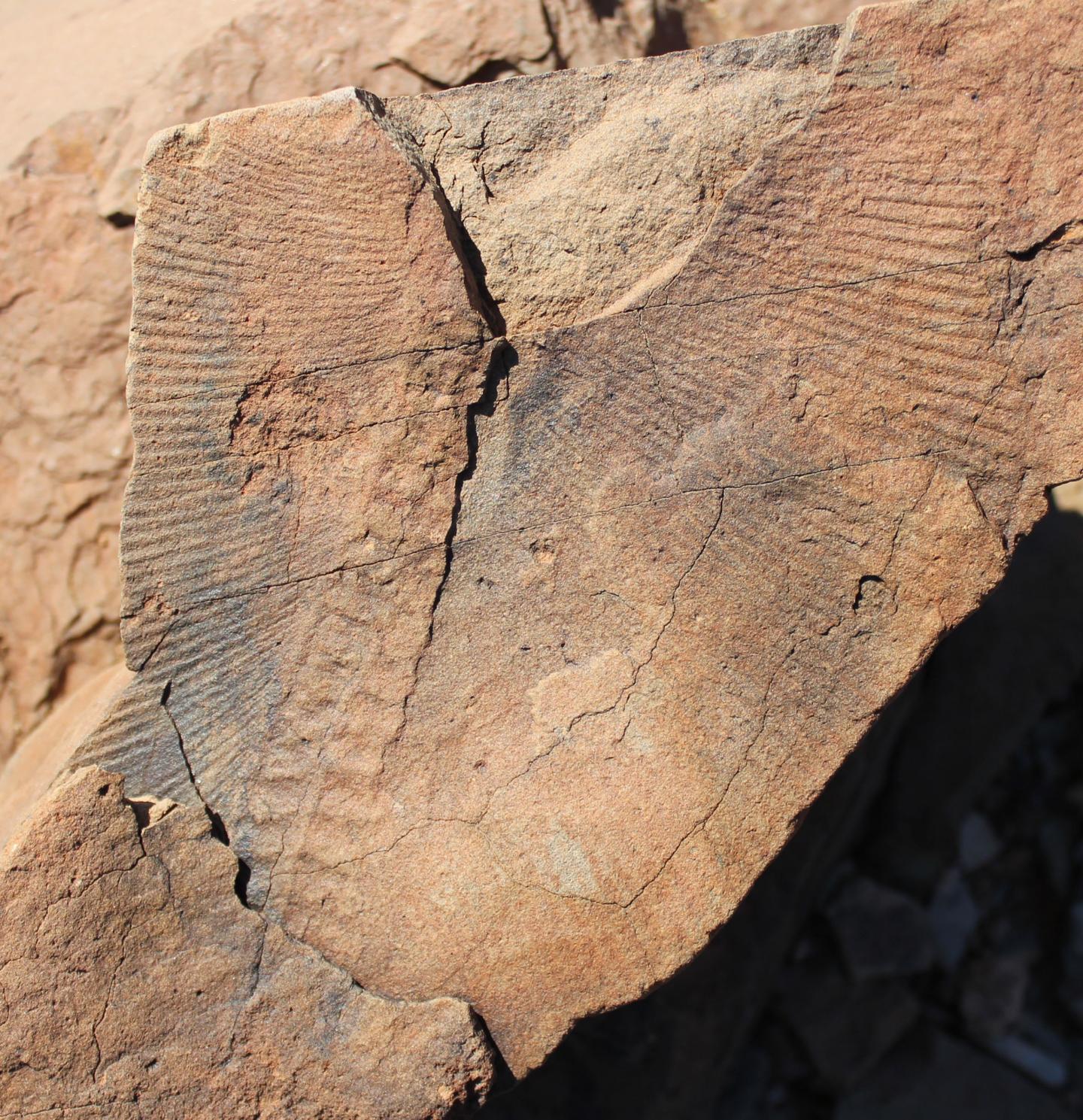 Ediacaran Fossil