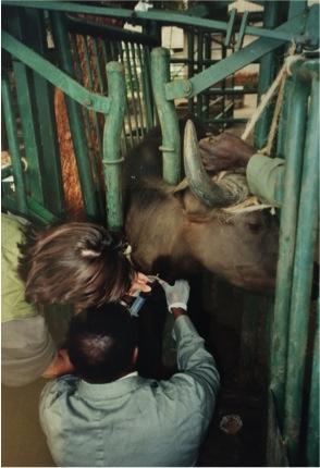 Bleeding a Cape Buffalo
