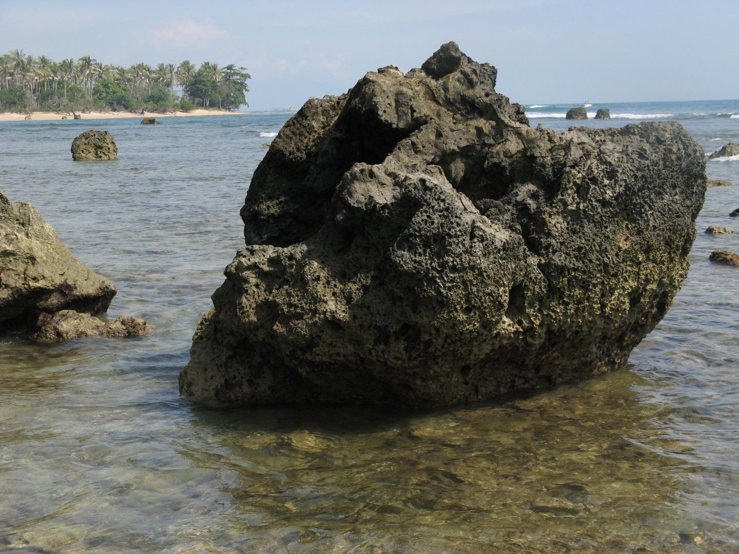 Fossil Porites Coral