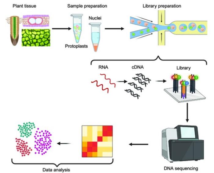 Fig. 1. Conceptual workflow of single-cell RNA-sequencing (scRNA-seq).