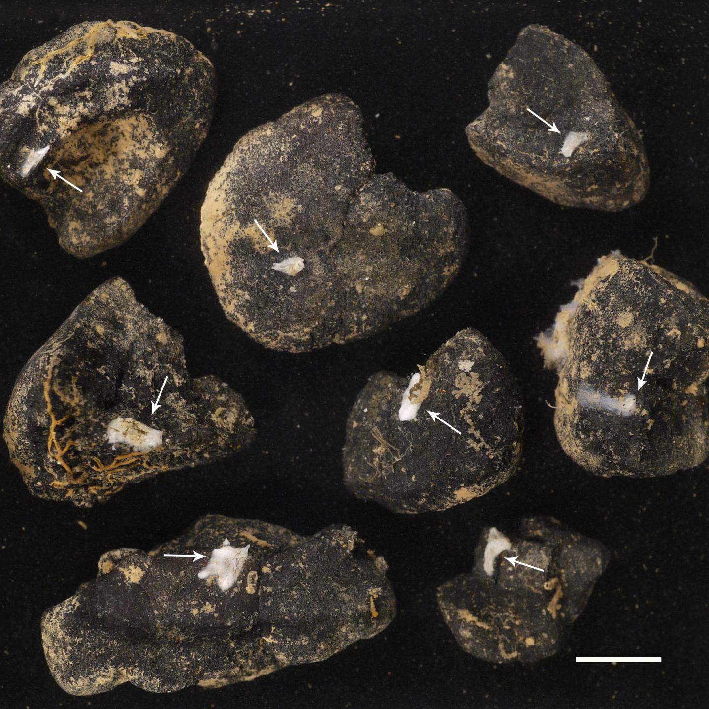 Polymetallic Nodules with <i>Plenaster craigi.</i> White Line is 1 cm