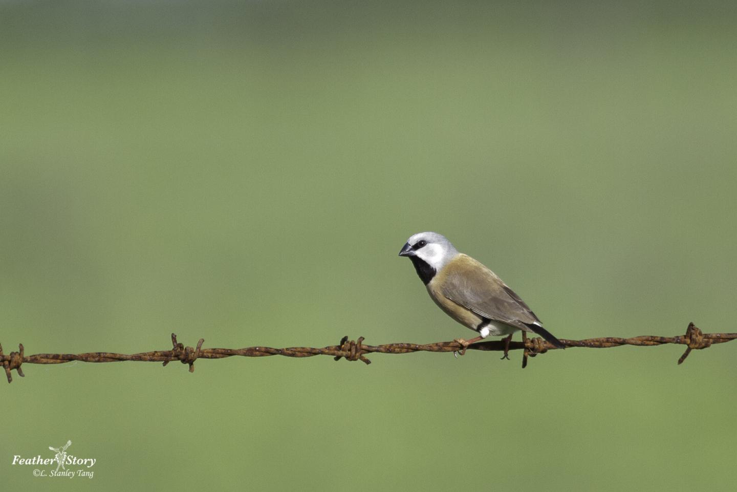 The Southern Black-Throated Finch (2 of 3)