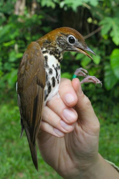 Tagged Wood Thrush