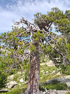 Older trees help to protect an endangered species