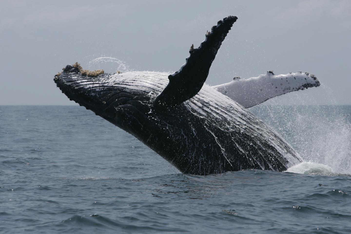 Humpback Whale in Waters off Gabon