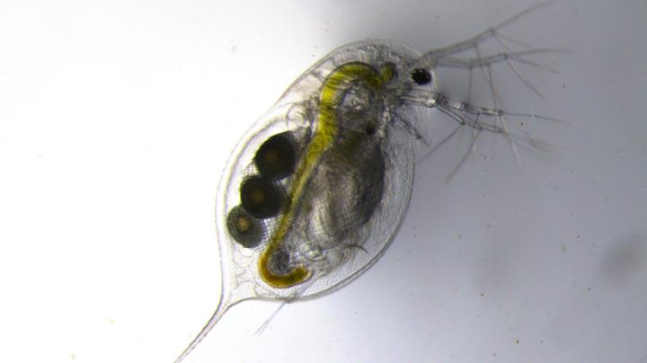 Daphnia