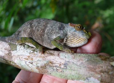 Magombera Chameleon