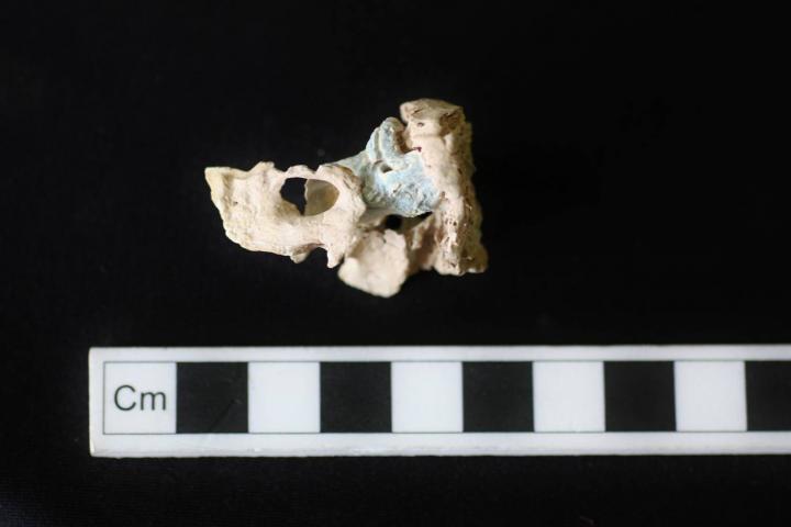 Image of Ancient Petrous Bone