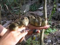 Seychelles Warbler Family Group
