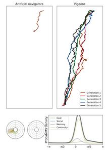 Seeking social proximity improves flight routes among pigeons