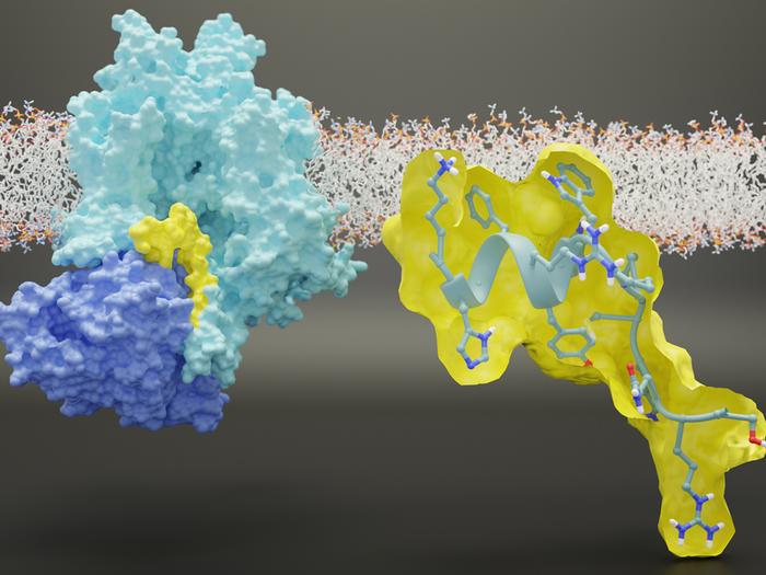Interaction between NaV1.7 sodium ion channel and CRMP2
